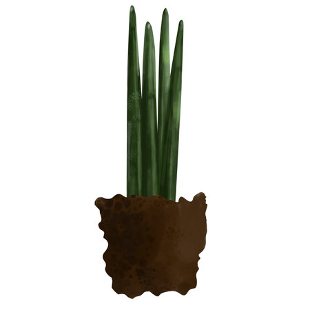 Watercolor illustration of sansevieria in the ground, isolated on a white background. Botanical illustration of a houseplant in a potの写真素材