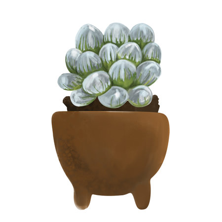 Watercolor botanical illustration of a succulent in a pot. Haworthia isolated on white background. Transparent hand drawn succulentの写真素材