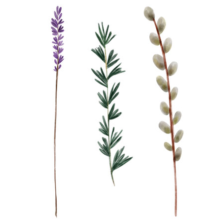 Set of watercolor twigs, hand drawn, isolated on a white background. Lavender, willow, rosemary. Purple flowers, botanical illustration, wildflowersの写真素材