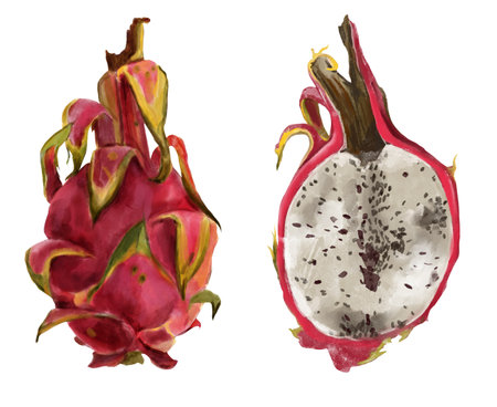 Pitaya set, pink dragon fruit. Exotic tropical ripe fruit, slices and whole, hand painted with watercolors in a realistic style.の写真素材