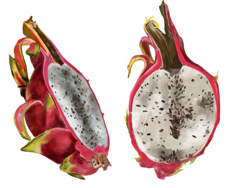 Pitaya, pink dragon fruit, hand painted with watercolor. Exotic tropical ripe fruit in realistic style. Exotic fruit for packaging, menu, design.の写真素材