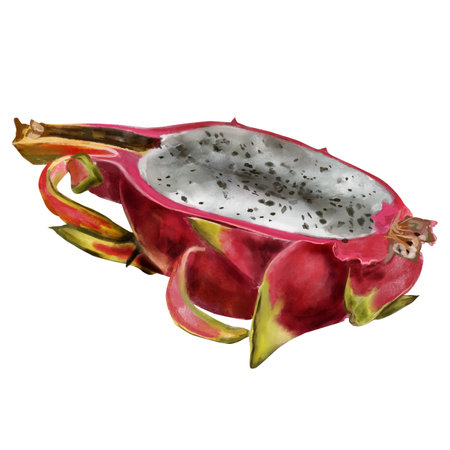 Pitaya, pink dragon fruit, hand painted with watercolor. Exotic tropical ripe fruit in realistic style. Exotic fruit for packaging, menu, design.の写真素材