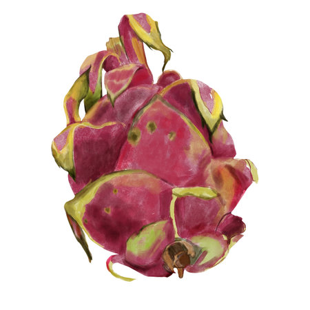Pitaya, pink dragon fruit, hand painted with watercolor. Exotic tropical ripe fruit in realistic style. Exotic fruit for packaging, menu, design.の写真素材