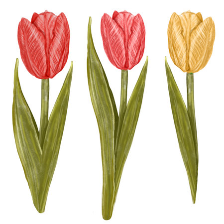Watercolor illustration of a yellow tulip flower, hand drawn on a white background. Yellow spring tulips, primroses for March 8, Easterの写真素材