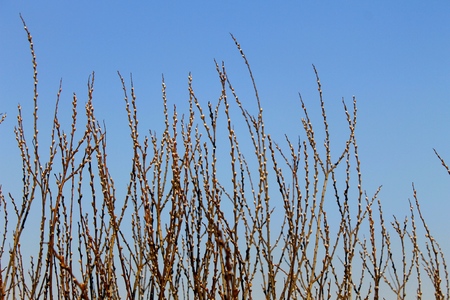 Willow catkins on the tree in early springの写真素材