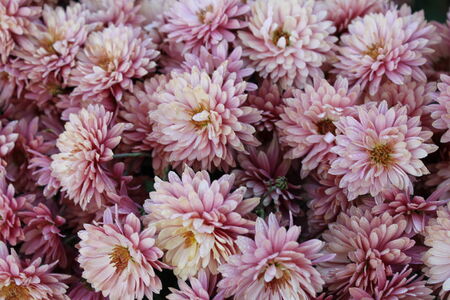 chrysanthemums in the gardenの写真素材