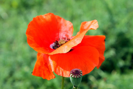 orange bright poppy bloom in the meadowの写真素材