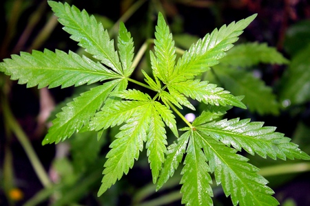 Green leaves of cannabis in the gardenの写真素材