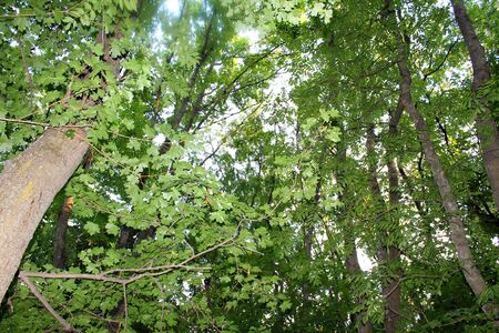 Green deciduous trees in the forest in summerの写真素材