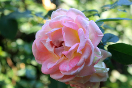 Beautiful pastel pink roses in the gardenの写真素材