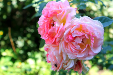 Beautiful pastel pink roses in the gardenの写真素材