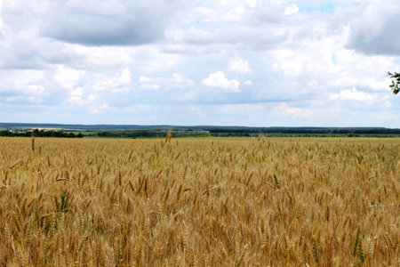 Gold ears of wheat on the fieldの写真素材