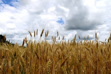 Gold ears of wheat on the fieldの写真素材