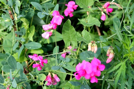wild pink peas flowers in the meadowの写真素材
