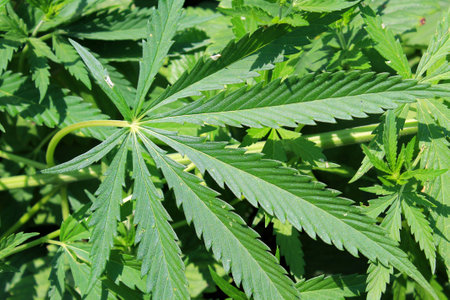 Green leaves of cannabis in the gardenの写真素材
