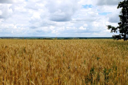 Gold ears of wheat on the fieldの写真素材