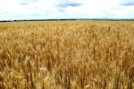 Gold ears of wheat on the fieldの写真素材
