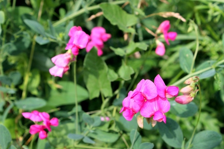 wild pink peas flowers in the meadowの写真素材
