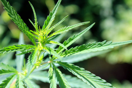 Green leaves of cannabis in the gardenの写真素材