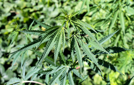 Green leaves of cannabis in the gardenの写真素材