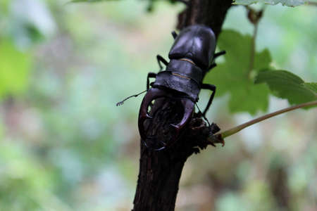 Stag-beetle   Lucanus cervus   on the twigの写真素材