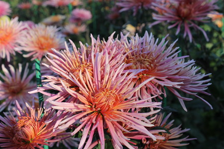  pink chrysanthemums in the gardenの写真素材