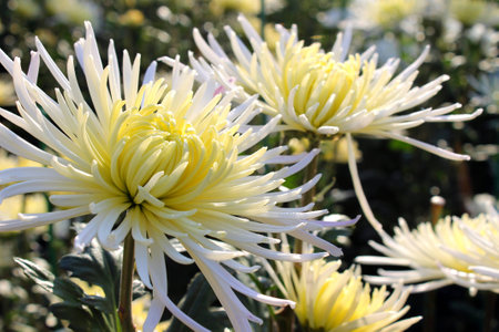 Yellow - white chrysanthemums in the gardenの写真素材