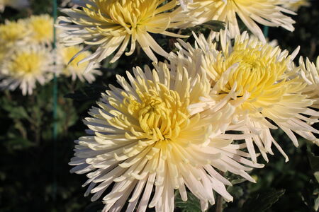 Yellow - white chrysanthemums in the gardenの写真素材