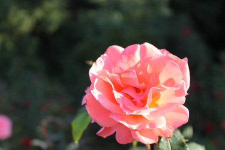 Pink roses in the gardenの写真素材