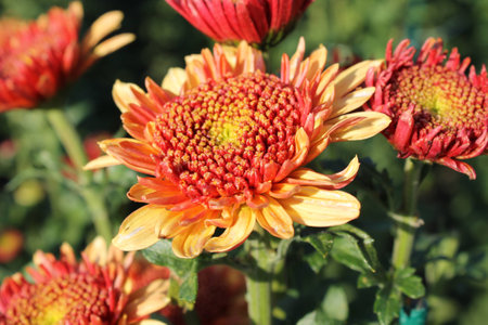  bright chrysanthemums in the gardenの写真素材