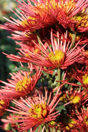  bright chrysanthemums in the gardenの写真素材