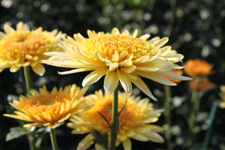 yellow chrysanthemums blossoming in the gardenの写真素材