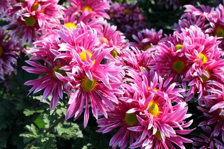 pink chrysanthemums in the garden の写真素材