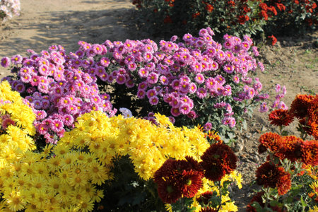 multicolored bright  chrysanthemums in the gardenの写真素材