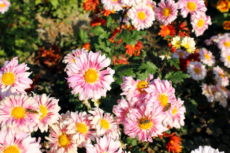 pastel pink chrysanthemums in the garden の写真素材