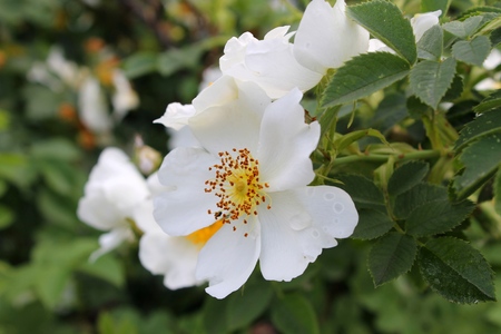 wild rose flowers blossom on the bushの写真素材