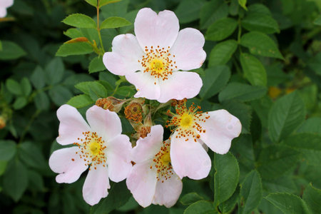 wild rose flowers blossom on the bushの写真素材
