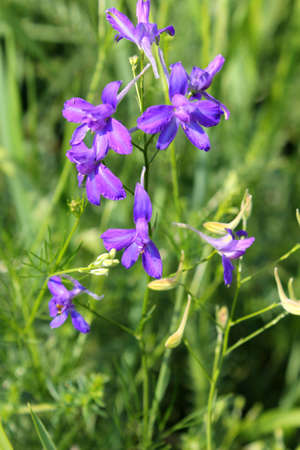 Forking Larkspur  Consolida regalis  on the meadowの写真素材