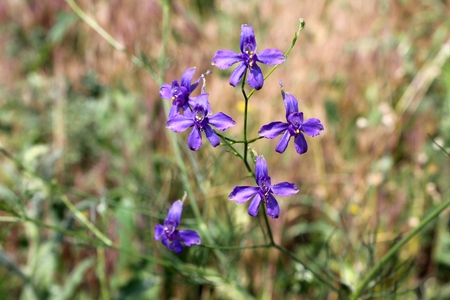 Forking Larkspur  Consolida regalis  on the meadowの写真素材
