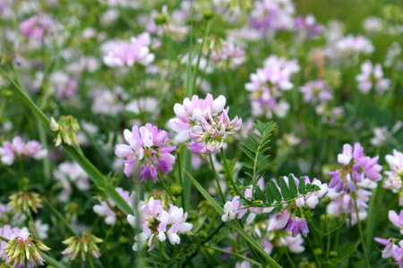 flowers crown vetch blooming on the meadowの写真素材