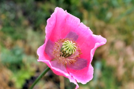  pink poppy bloom in the meadowの写真素材