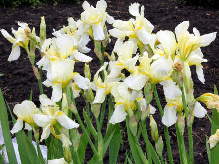 pastel yellow irisesの写真素材