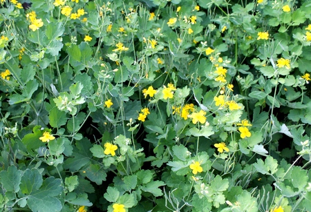 medical yellow celandine bloom in the meadowの写真素材