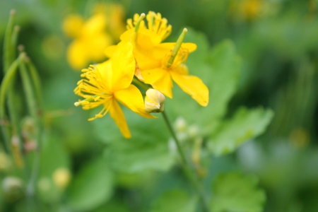 medical yellow celandine bloom in the meadowの写真素材