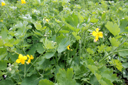 medical yellow celandine bloom in the meadowの写真素材