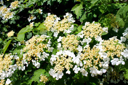 a white blossoming guelder-rose in the garden