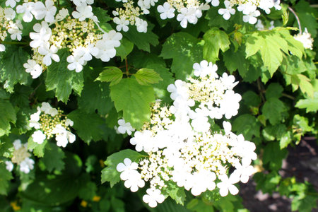 a white blossoming guelder-rose in the gardenの写真素材