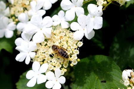 a white blossoming guelder-rose in the gardenの写真素材