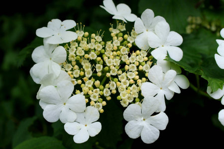 a white blossoming guelder-rose in the gardenの写真素材