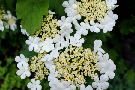 a white blossoming guelder-rose in the gardenの写真素材